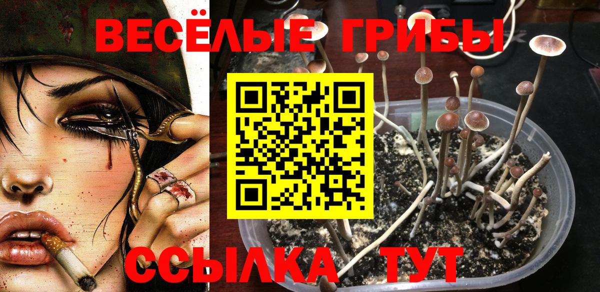 Ковров  Псилоцибиновые грибы Cubensis  Вход с VPN  Галлюциногенные грибы Psilocybine cubensis 